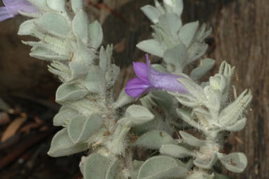 APII jpeg image of Eremophila warnesii  © contact APII