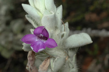 APII jpeg image of Eremophila warnesii  © contact APII