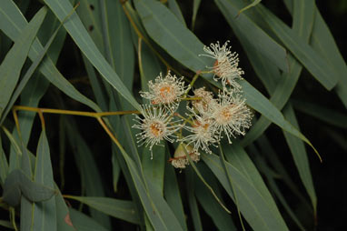 APII jpeg image of Corymbia lenziana  © contact APII