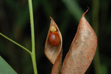 APII jpeg image of Labichea lanceolata subsp. lanceolata  © contact APII