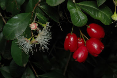 APII jpeg image of Syzygium australe  © contact APII