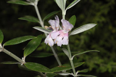 APII jpeg image of Westringia grandifolia  © contact APII