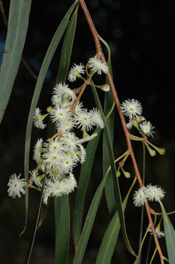 APII jpeg image of Eucalyptus elata  © contact APII