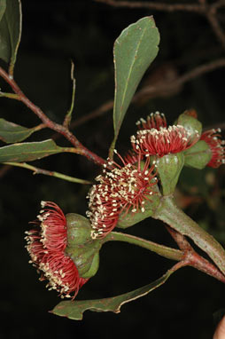 APII jpeg image of Eucalyptus utilis  © contact APII