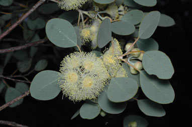 APII jpeg image of Eucalyptus orbifolia  © contact APII