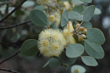 APII jpeg image of Eucalyptus orbifolia  © contact APII