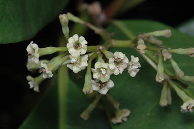 APII jpeg image of Pisonia umbellifera  © contact APII