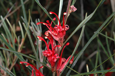 APII jpeg image of Grevillea dimorpha  © contact APII