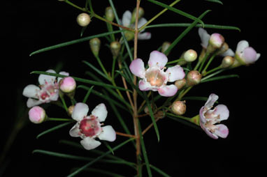 APII jpeg image of Chamelaucium uncinatum 'Cascade Mist'  © contact APII