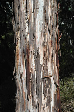 APII jpeg image of Eucalyptus cypellocarpa  © contact APII