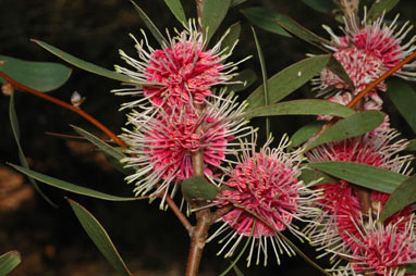 APII jpeg image of Hakea 'Kincora'  © contact APII