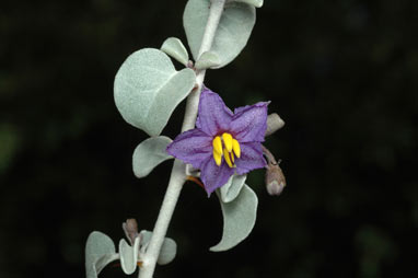 APII jpeg image of Solanum orbiculatum subsp. orbiculatum  © contact APII