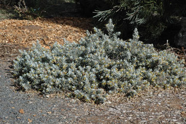 APII jpeg image of Eremophila 'Kalbarri Carpet'  © contact APII