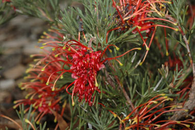 APII jpeg image of Grevillea delta  © contact APII