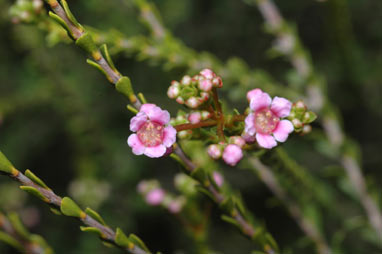 APII jpeg image of Scholtzia laxiflora  © contact APII