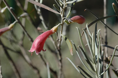 APII jpeg image of Eremophila youngii  © contact APII