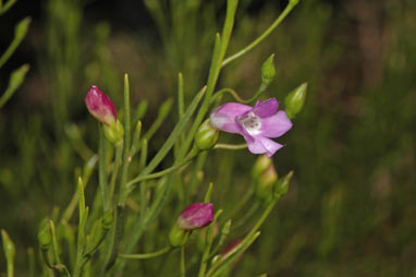 APII jpeg image of Eremophila drummondii  © contact APII