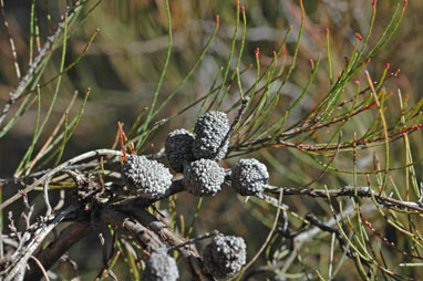 APII jpeg image of Allocasuarina nana  © contact APII