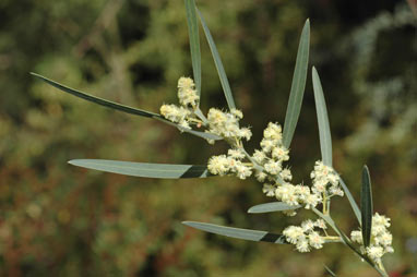 APII jpeg image of Acacia suaveolens  © contact APII