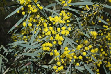 APII jpeg image of Acacia caesiella  © contact APII