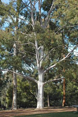 APII jpeg image of Eucalyptus saligna  © contact APII