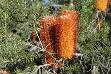 APII jpeg image of Banksia ericifolia x spinulosa  © contact APII