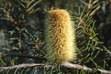 APII jpeg image of Banksia marginata  © contact APII