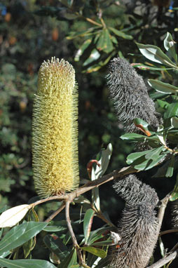 APII jpeg image of Banksia conferta  © contact APII