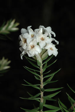 APII jpeg image of Epacris obtusifolia  © contact APII