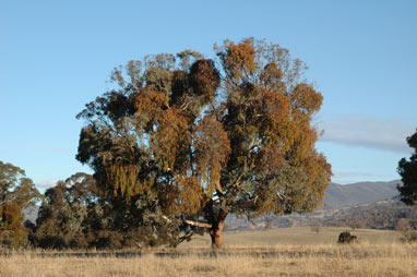 APII jpeg image of Eucalyptus blakelyi  © contact APII