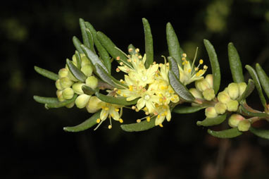 APII jpeg image of Leionema phylicifolium  © contact APII