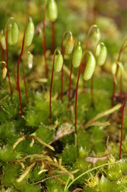 APII jpeg image of Rosulabryum billarderi  © contact APII