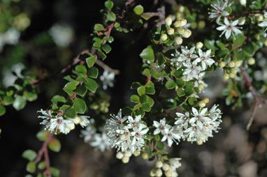 APII jpeg image of Leionema lamprophyllum subsp. obovatum  © contact APII