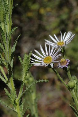 APII jpeg image of Olearia laciniifolia  © contact APII