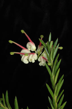 APII jpeg image of Grevillea 'Hills Jubilee'  © contact APII