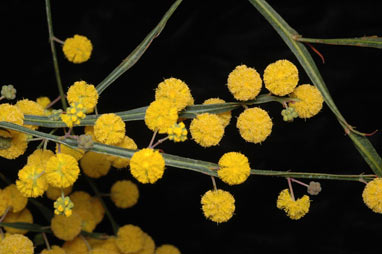 APII jpeg image of Acacia applanata  © contact APII