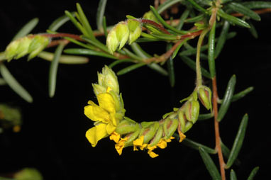 APII jpeg image of Hibbertia spicata  © contact APII