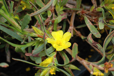 APII jpeg image of Hibbertia glaberrima  © contact APII