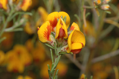 APII jpeg image of Pultenaea microphylla  © contact APII