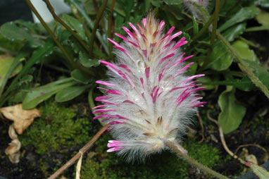 APII jpeg image of Ptilotus manglesii  © contact APII