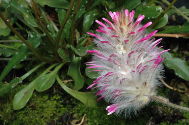 APII jpeg image of Ptilotus manglesii  © contact APII