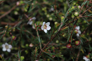 APII jpeg image of Euryomyrtus ramosissima subsp. prostrata  © contact APII