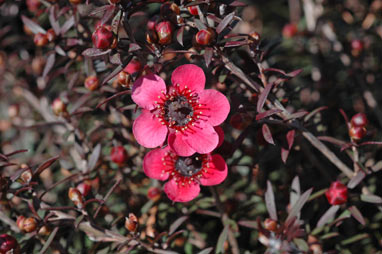 APII jpeg image of Leptospermum 'Nanum Rubrum'  © contact APII