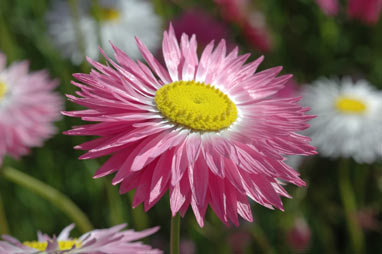 APII jpeg image of Rhodanthe chlorocephala subsp. rosea  © contact APII