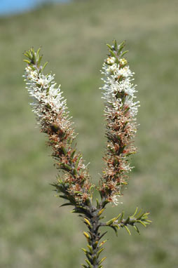 APII jpeg image of Hakea costata  © contact APII