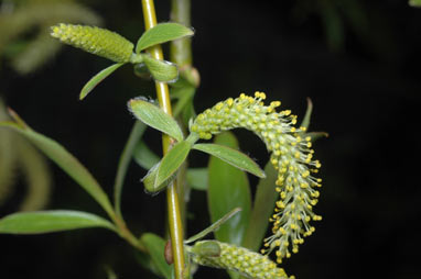 APII jpeg image of Salix fragilis nothovar. X fragilis  © contact APII