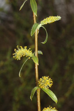 APII jpeg image of Salix fragilis nothovar. X fragilis  © contact APII