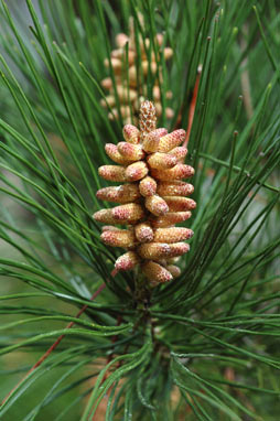 APII jpeg image of Pinus radiata  © contact APII