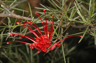 APII jpeg image of Grevillea phillipsiana  © contact APII