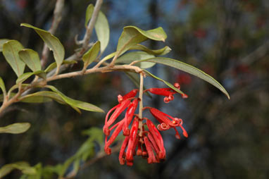 APII jpeg image of Grevillea parvula  © contact APII